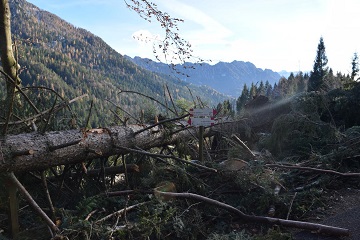 Effetti tempesta Vaia Paneveggio